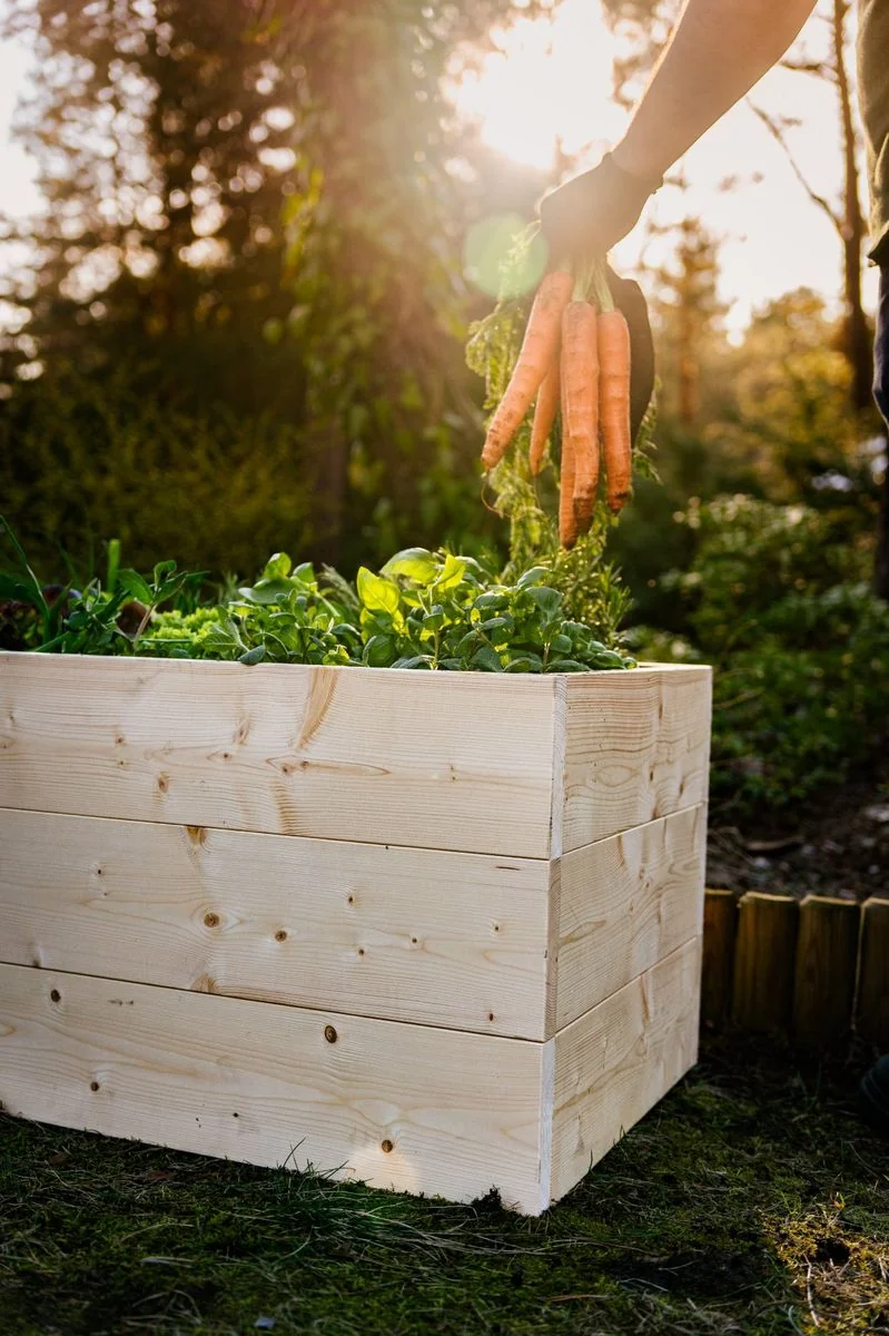 gfood vegetable planter — carrot harvest